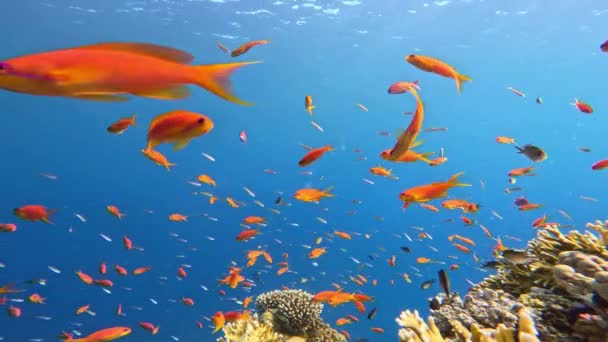 Renkli Deniz Balıklı Sualtı Tropikal Mercan Resifleri Deniz Yaşamı Deniz — Stok video