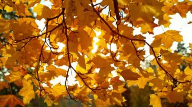 Sonbahar akçaağaç yapraklarının çok yavaş düşmesi. Yüksek hızlı sinema kamerası, 1000 fps..