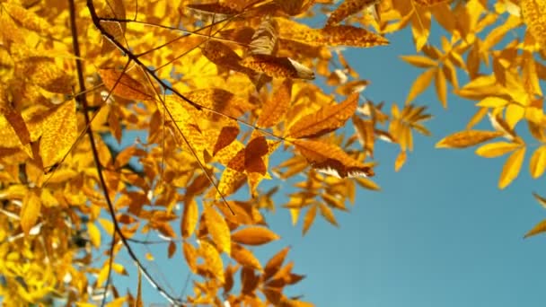 Super Zeitlupe Fallender Herbstgelber Blätter Gefilmt Mit High Speed Kinokamera — Stockvideo