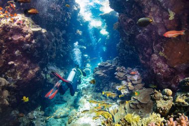 Sualtı Tropikal Mercan Mağarası ve Dalgıç. Deniz Yaşamı Dünyası. Tropikal Renkli Sualtı Deniz Burnu.