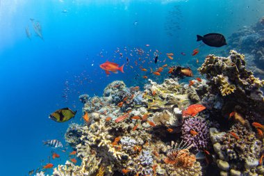 Renkli deniz balıklı sualtı tropikal mercan resifleri. Deniz yaşamı deniz dünyası. Tropik renkli sualtı panormatik deniz manzarası.