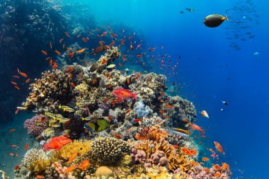 Renkli deniz balıklı sualtı tropikal mercan resifleri. Deniz yaşamı deniz dünyası. Tropik renkli sualtı panormatik deniz manzarası.