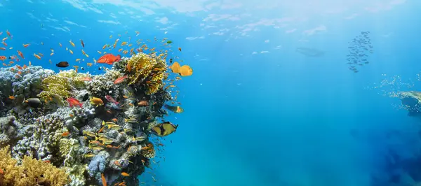 Arrecife Corales Tropicales Submarinos Con Coloridos Peces Marinos Mundo Marino — Foto de Stock