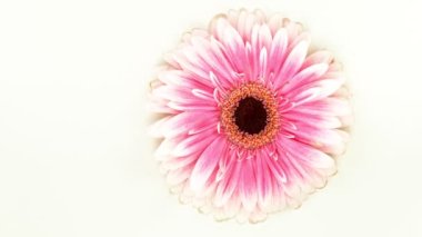 Güzel renkli Gerbera papatya çiçeği krema sıvısına dökülüyor. Çiçek ve kremalı kozmetik konsepti. Süper yavaş çekim. 1000 fps, yüksek hızlı sinematik kamera ile çekildi..