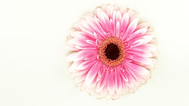 美丽的五彩斑斓的菊花掉进了奶油液体中 化妆品概念与盛开的花朵和奶油 超级慢镜头 1000毫秒 用高速电影摄影机拍摄 — 图库视频影像