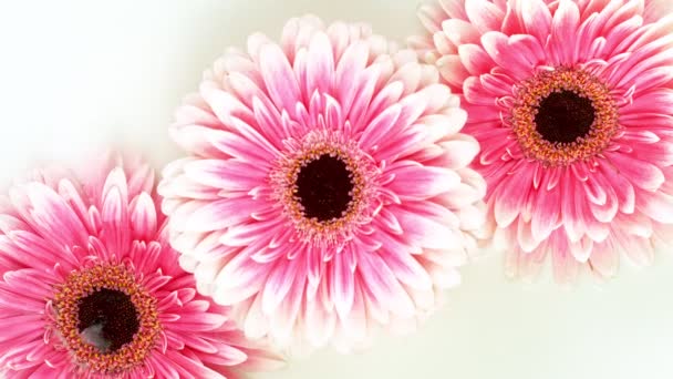 Beautiful Colorful Gerbera Daisy Flower Falling Cream Liquid Cosmetics Concept — Stock Video