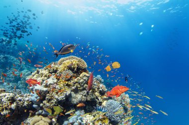 Renkli deniz balıklı sualtı tropikal mercan resifleri. Deniz yaşamı deniz dünyası. Tropik renkli sualtı panormatik deniz manzarası.