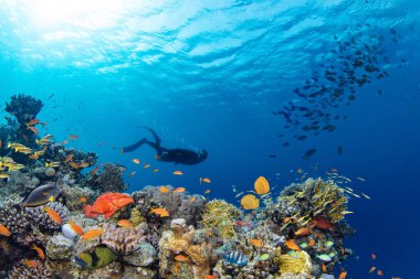 Sualtı Tropikal Mercan Resifi, renkli deniz balığı ve serbest dalgıçla. Deniz yaşamı deniz dünyası. Tropik renkli sualtı panormatik deniz manzarası.