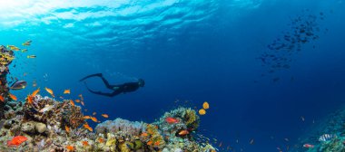 Sualtı Tropikal Mercan Resifi, renkli deniz balığı ve serbest dalgıçla. Deniz yaşamı deniz dünyası. Tropik renkli sualtı panormatik deniz manzarası.