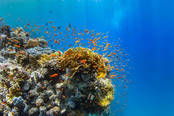 Подводный Тропический Коралловый Риф Красочными Морскими Рыбами Морской Мир Тропический — стоковое фото