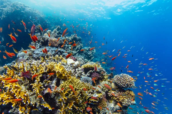 Recifes Corais Tropicais Subaquáticos Com Peixes Marinhos Coloridos Vida Marinha — Fotografia de Stock