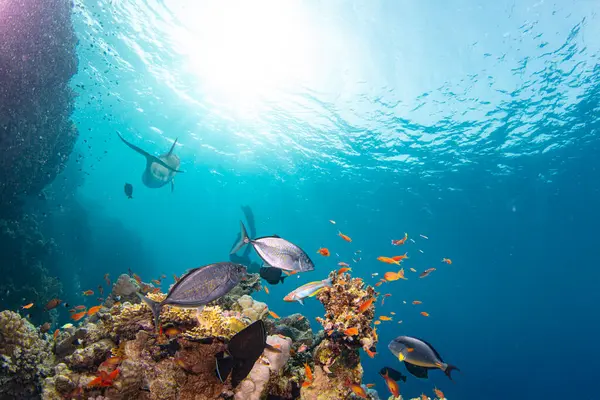 Underwater Tropical Corals Reef Colorful Sea Fish Marine Life Sea — Stock Photo, Image