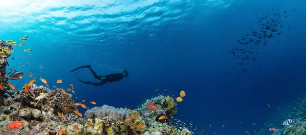 Corais Tropicais Subaquáticos Recife Com Peixes Marinhos Coloridos Freediver Vida — Fotografia de Stock