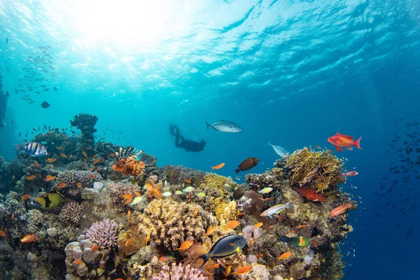 Arrecife Corales Tropicales Subacuáticos Con Coloridos Peces Marinos Freediver Mundo — Foto de Stock