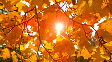 Akçaağaç yapraklarından dökülen renkli sonbahar yaprakları