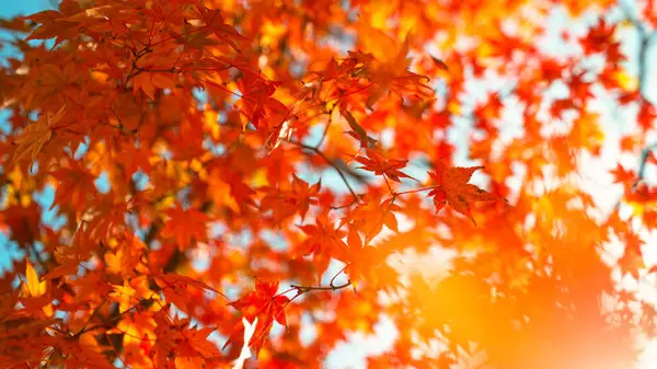 Queda Folhas Outono Coloridas Ácer Árvore Bordo Acer Palmatum — Fotografia de Stock