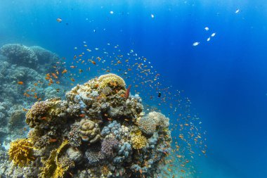 Renkli deniz balıklı sualtı tropikal mercan resifleri. Deniz yaşamı deniz dünyası. Tropik renkli sualtı panormatik deniz manzarası.