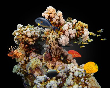 Renkli deniz balıklı sualtı tropikal mercan resifleri. Deniz yaşamı deniz dünyası.