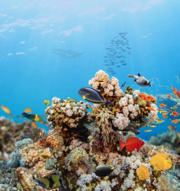 Renkli deniz balıklı sualtı tropikal mercan resifleri. Deniz yaşamı deniz dünyası. Tropik renkli sualtı panormatik deniz manzarası.