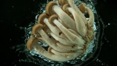 Suya düşen Asya kahverengi kayın mantarlarının süper yavaş çekim sahnesi, siyah arkaplan. 1000 fps hızla yüksek hızlı sinematik kamera ile çekildi..