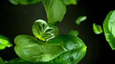 Düşen ve dönen taze fesleğen yapraklarının süper yavaş çekimi. Nihai perspektif ve hareket. Yüksek hızlı sinema kamerası, 1000 fps..