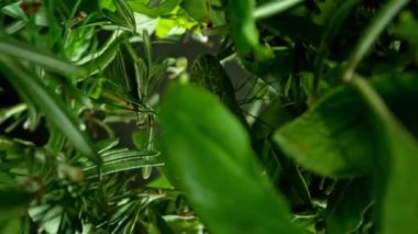 Taze bitkilerin düşüşü ve dönüşümünün süper yavaş çekimi. Nihai perspektif ve hareket. Yüksek hızlı sinema kamerası, 1000 fps..