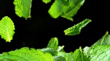 Düşen ve yeni nane yapraklarını döndüren süper yavaş çekim. Nihai perspektif ve hareket. Yüksek hızlı sinema kamerası, 1000 fps..