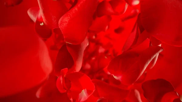 Freeze motion of flying rose petals on red gradient background