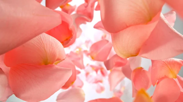 Freeze motion of flying rose petals on light gradient background