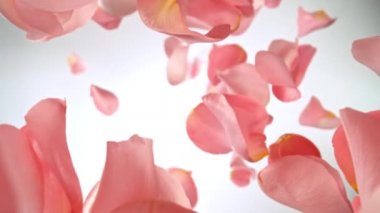 Işık eğimli arka planda uçan ve dönen gül yapraklarının süper yavaş çekimi. Yüksek hızlı sinema kamerası, 1000 fps..