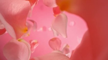 Pembe eğimli arka planda uçan ve dönen gül yapraklarının süper yavaş çekimi. Yüksek hızlı sinema kamerası, 1000 fps..