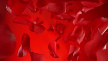 Kırmızı gradyan üzerinde uçan ve dönen gül yapraklarının süper yavaş çekimi. Yüksek hızlı sinema kamerası, 1000 fps..