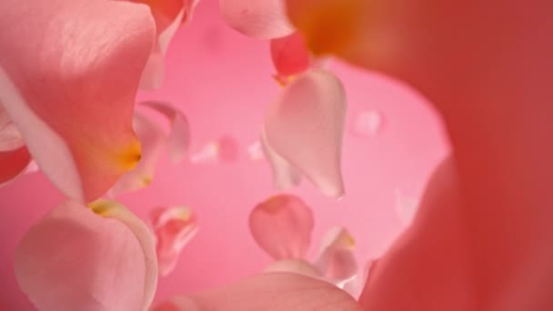 Super Slow Motion Flying Rotating Rose Petals Pink Gradient Background — Vídeo de Stock