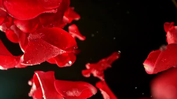 Super Hidastettuna Lentävät Pyörivät Ruusun Terälehdet Mustalla Taustalla Kuvattu Nopealla — kuvapankkivideo