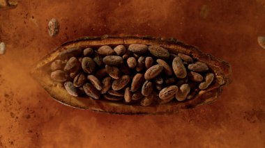 Kakao çekirdekli kakao meyvesi patlıyor. Üst görünüm.