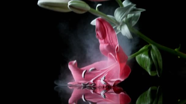 Супер Повільний Вибух Квітки Червоної Лілії Замороженої Рідкому Азоті Знімалася — стокове відео