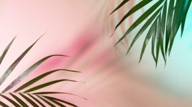 Palm Leaves Motion by Natural Wind bej arka planda izole edildi. Süper Yavaş Film Yüksek Hız Sinema Kamerası 'nda 1000 fps hızla çekildi..