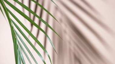 Palm Leaves Motion by Natural Wind bej arka planda izole edildi. Süper Yavaş Film Yüksek Hız Sinema Kamerası 'nda 1000 fps hızla çekildi..