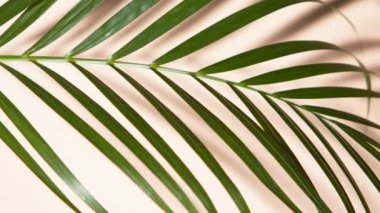 Palm Leaves Motion by Natural Wind bej arka planda izole edildi. Süper Yavaş Film Yüksek Hız Sinema Kamerası 'nda 1000 fps hızla çekildi..