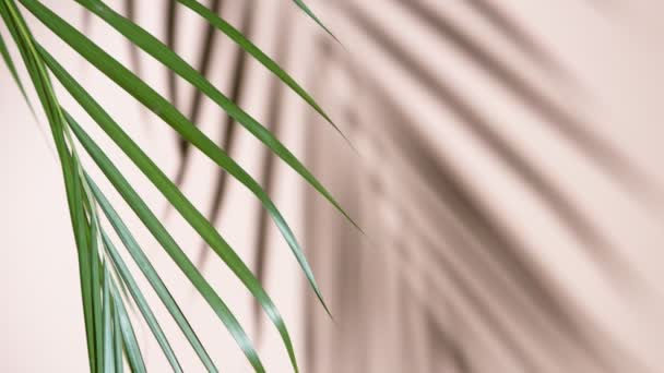 Рух Пальмових Листя Природним Вітром Ізольовано Бежевому Тлі Супер Повільний — стокове відео