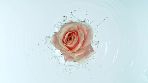 Super Powolny Ruch Kwiatu Róży Spada Powierzchnię Wody Widok Góry — Wideo stockowe