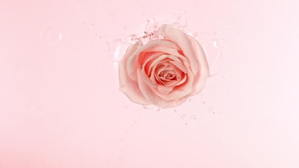 Super Powolny Ruch Kwiatu Róży Spada Powierzchnię Wody Widok Góry — Wideo stockowe