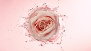 Su yüzeyine düşen gül çiçeğinin süper yavaş çekimi, yukarıdan aşağıya doğru. 1000 fps hızla yüksek hızlı sinematik kamera ile çekildi..