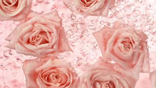 Super Wolny Ruch Kwiaty Róży Powierzchni Wody Deszczem Widok Góry — Wideo stockowe