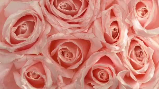 Super Wolny Ruch Kwiaty Róży Powierzchni Wody Widok Góry Dół — Wideo stockowe