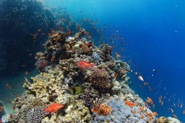 Renkli deniz balıklı sualtı tropikal mercan resifleri. Deniz yaşamı deniz dünyası. Tropik renkli sualtı deniz manzarası.