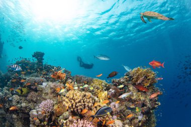 Renkli deniz balıklı sualtı tropikal mercan resifleri. Deniz yaşamı deniz dünyası. Tropik renkli sualtı deniz manzarası.