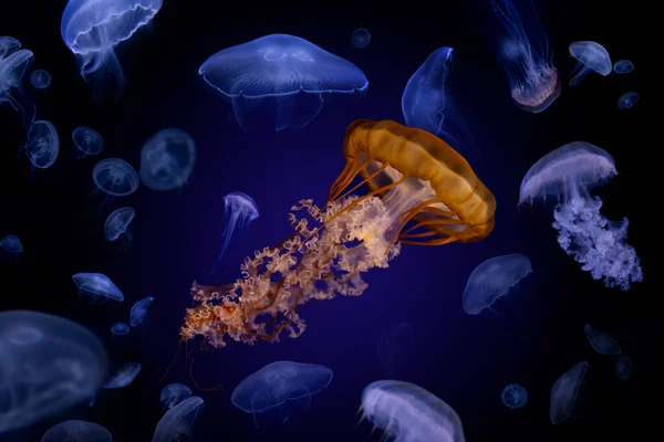 Beautiful Jellyfish Floating Aquarium Black Background — Stock Photo, Image