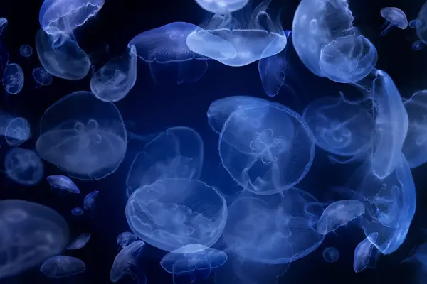 Beautiful Jellyfish Floating Aquarium Black Background — Stock Photo, Image