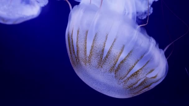 Красивые Медузы Carybdea Brevipedalia Плавающие Аквариуме Черном Фоне — стоковое видео